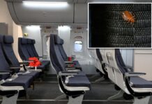Qantas pressured to cancel flight after bedbugs discovered in economic system seats