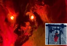 Massive ‘Jimothy’ Halloween show on West Coast honors viral raccoon