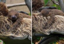 San Diego Zoo welcomes new child sloth in lovely video on National Sloth Day