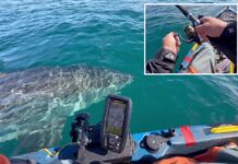 California kayaker gets fright of his life from nice white shark while fishing