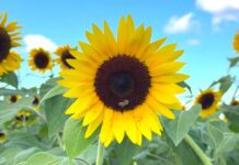 Amber Brooke Farms provides a style of Florida farm life