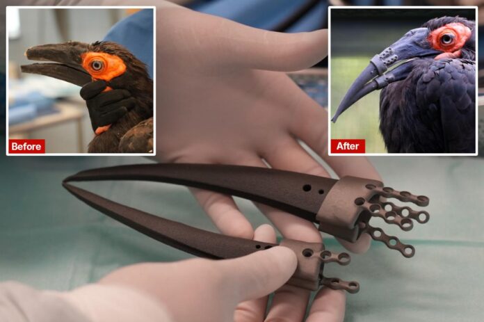 hornbill.jpg
